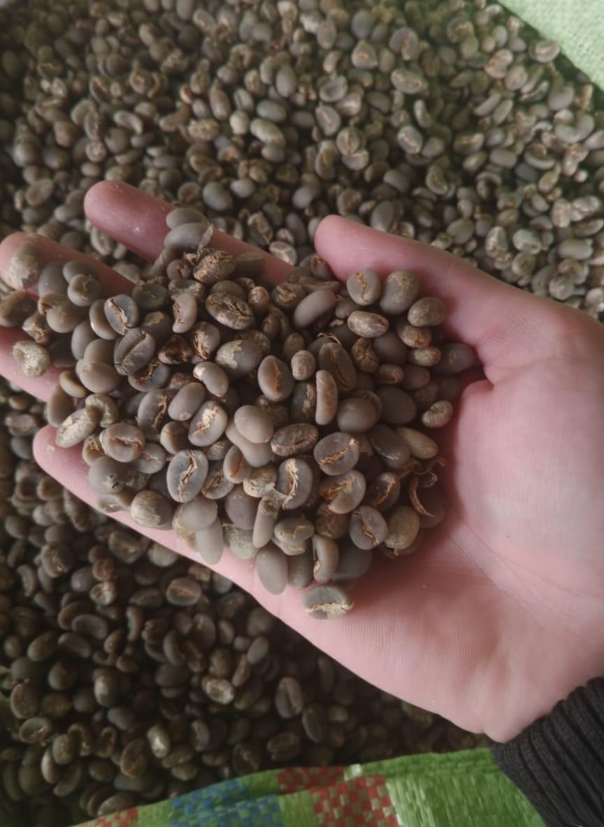Arabica Aceh Gayo
