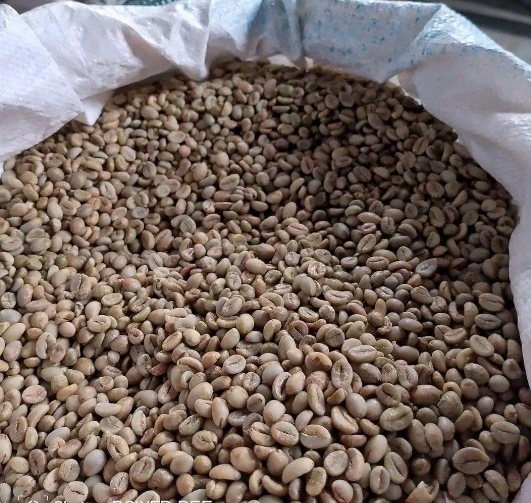 Robusta Lampung